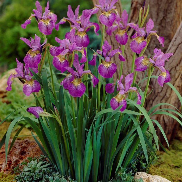 Iris sibirica 'Sparkling Rose' - Siberische Lis
