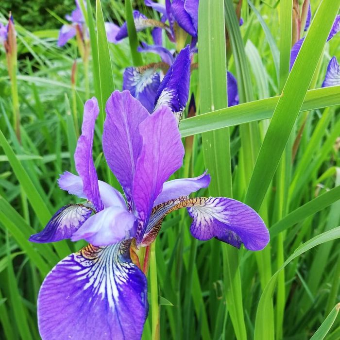 Iris versicolor - Amerikaanse Lis