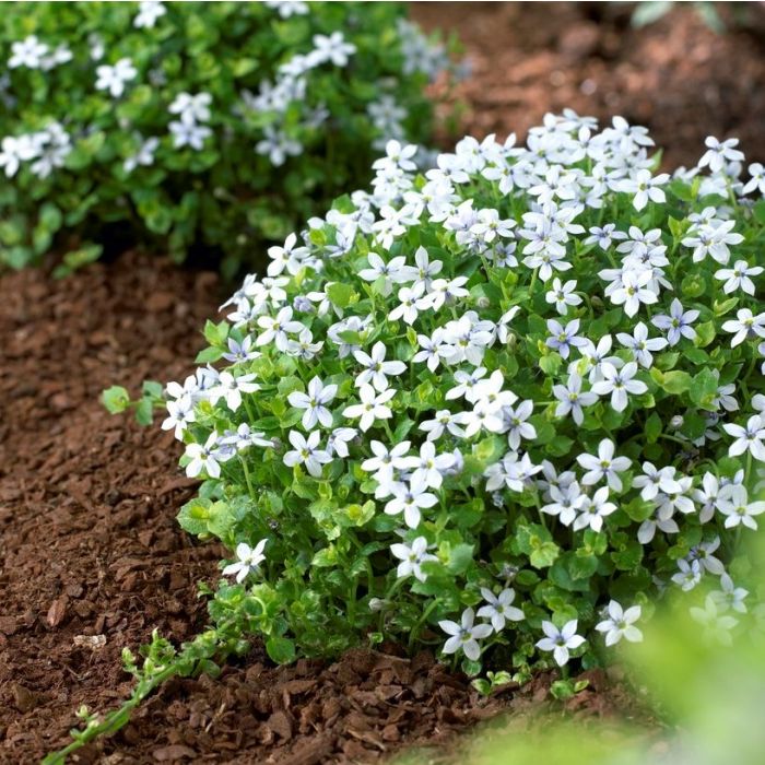 Isotoma fluviatilis - Laurentia