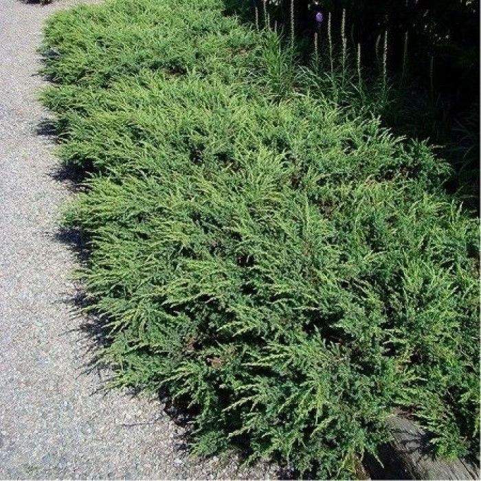 Juniperus communis Repanda - Jeneverbes