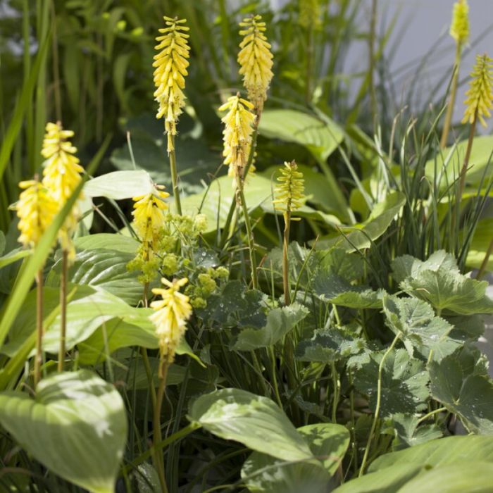 Kniphofia\u0020\u0027Lemon\u0020Popsicle\u0027\u0020\u002D\u0020Vuurpijl\u0020 Kniphofia\u0020\u0027Lemon\u0020Popsicle\u0027\u0020\u002D\u0020Vuurpijl\u0020