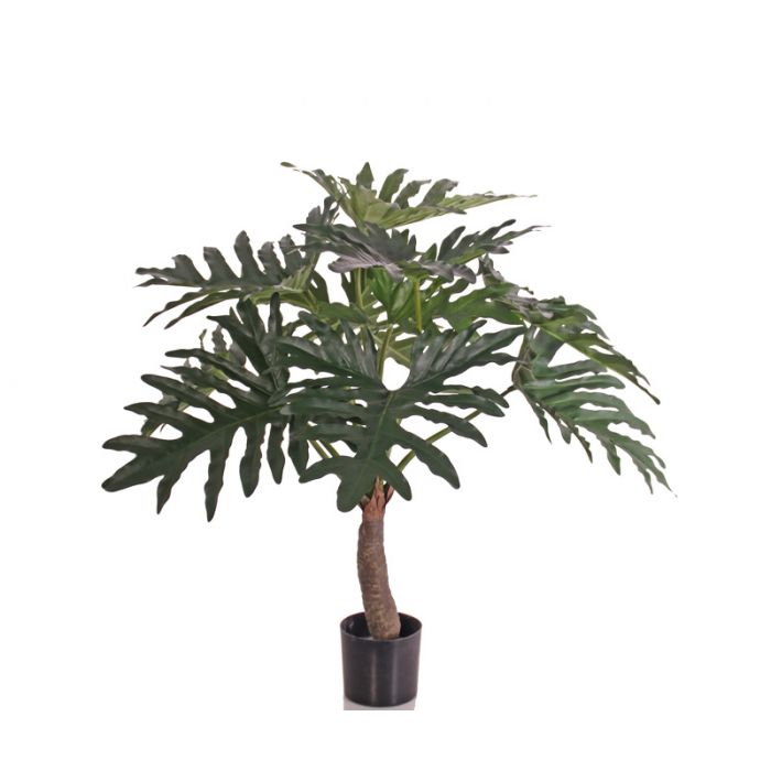 Philodendron selloum op Stam ↕ 80cm 