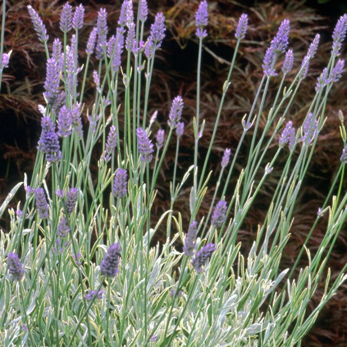 Lavandula angustifolia 'Walbertons Silver Edge' - Lavendel
