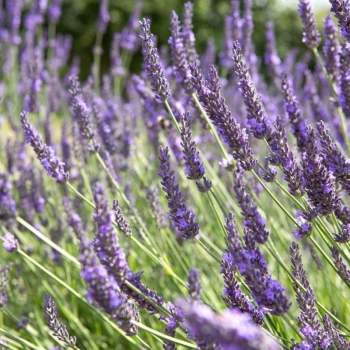 Lavandula intermedia 'Grosso' - Lavendel Lavandula intermedia 'Grosso' - Lavendel