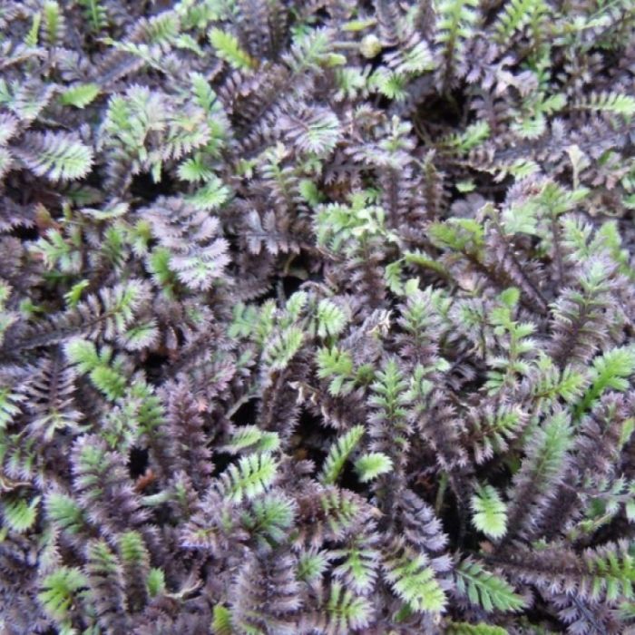 Leptinella squalida 'Platt's Black' - Koperknoopje
