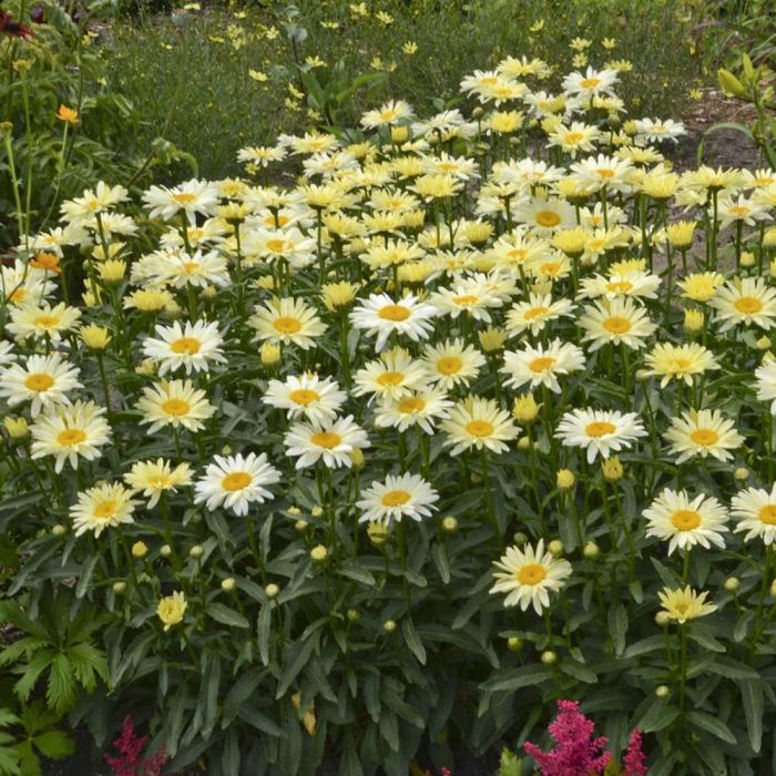 Leucanthemum\u0020superbum\u0020\u0027Banana\u0020Cream\u0027\u0020\u002D\u0020Margriet Leucanthemum\u0020superbum\u0020\u0027Banana\u0020Cream\u0027\u0020\u002D\u0020Margriet