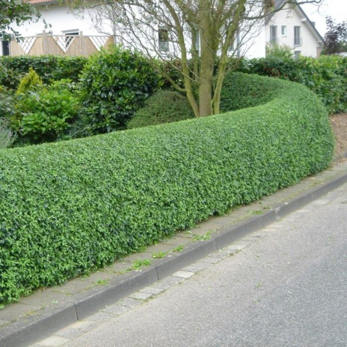 Ligustrum ovalifolium - Ligusterhaag