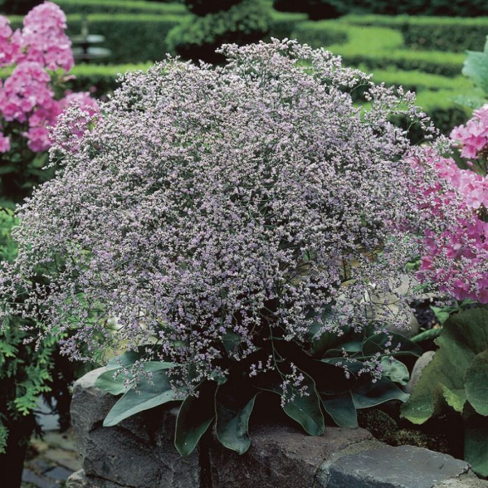 Limonium\u0020latifolium\u0020\u002D\u0020Lamsoor Limonium\u0020latifolium\u0020\u002D\u0020Lamsoor