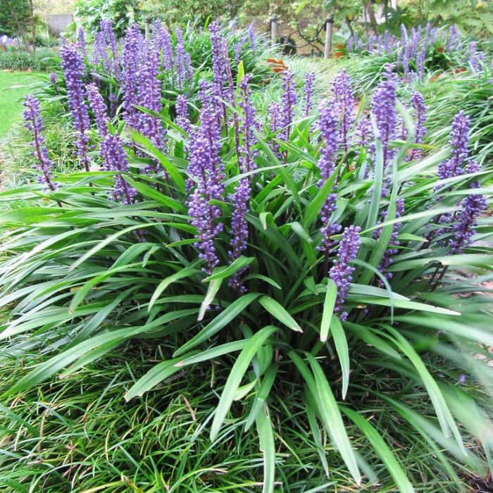 Liriope muscari - Leliegras