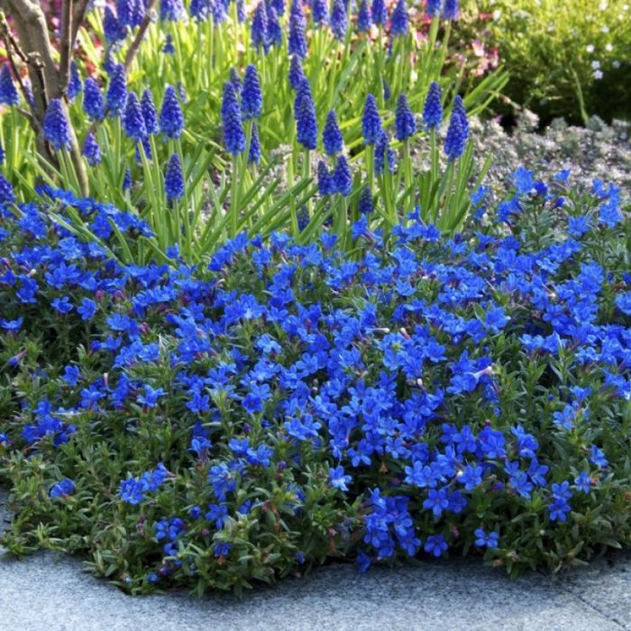 Lithodora (Glandora) diffusa 'Heavenly Blue' - Parelkruid