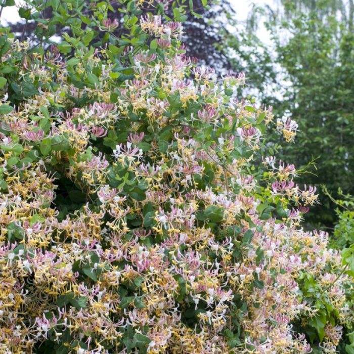 Lonicera periclymenum 'Serotina' - Kamperfoelie