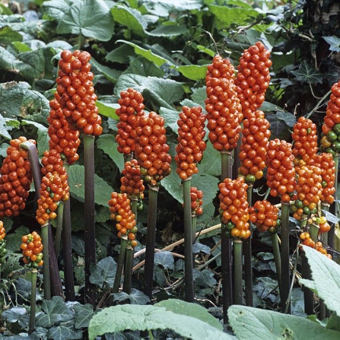 Arum italicum - Aronskelk