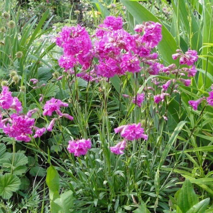 Lychnis alpina 'Rosea' - Koekoeksbloem