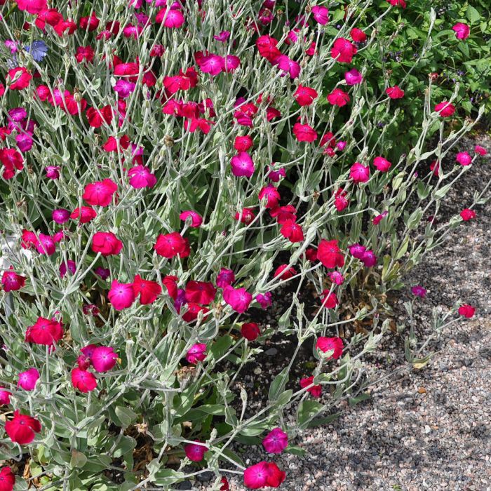 Lychnis coronaria 'Atrosanguinea' - Prikneus