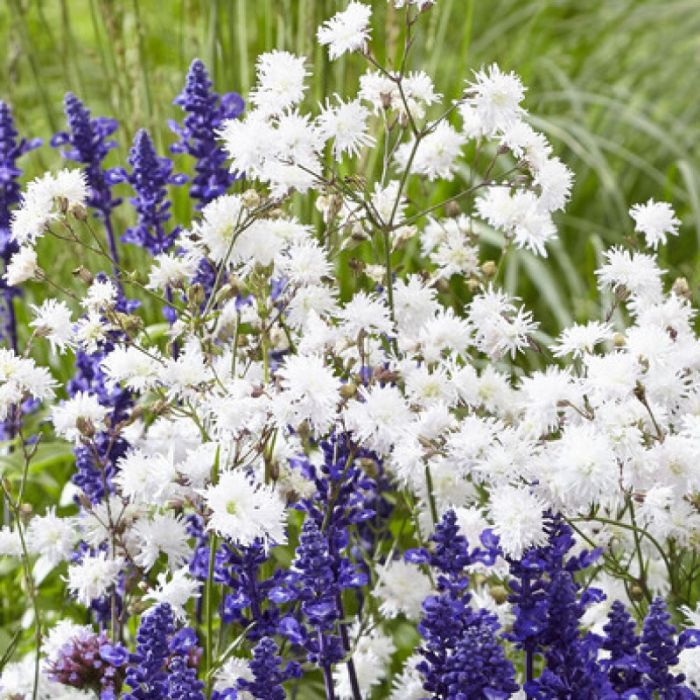 Lychnis flos-cuculi Petit Henri - Koekoeksbloem
