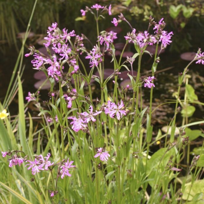 Lychnis flos-cuculi - Koekoeksbloem