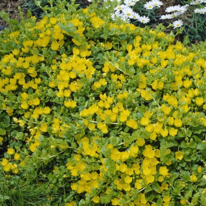 Lysimachia nummularia - Penningkruid Lysimachia nummularia - Penningkruid