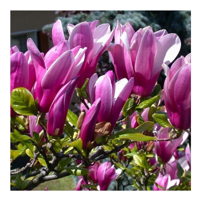 Magnolia 'Susan' op Stam - Beverboom