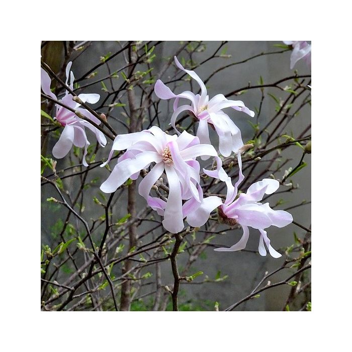 Magnolia 'Stellata' op Stam - Stermagnolia