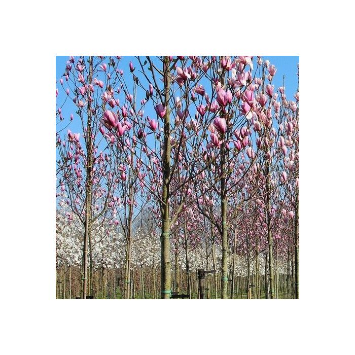 Magnolia 'Soulangeana' op Stam - Beverboom