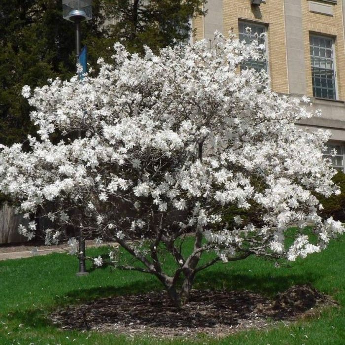 Magnolia 'Stellata' - Stermagnolia