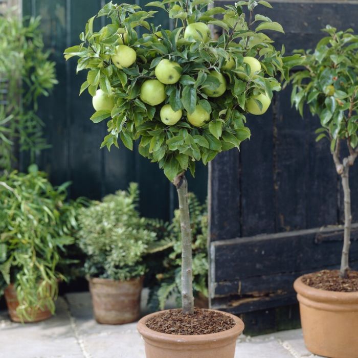 Malus domestica 'Jonagold' op stam - Handappel