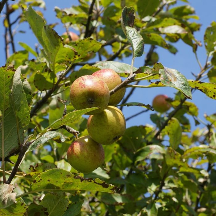 Malus sylvestris - Wilde Appel