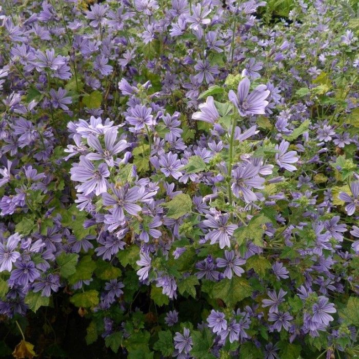 Malva sylvestris 'Primley Blue' - Muskuskaasjeskruid