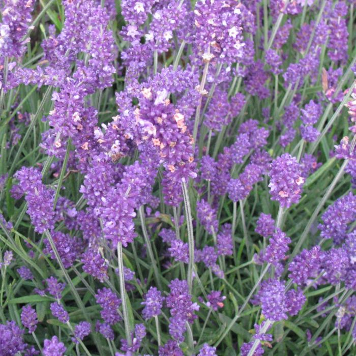 Lavandula angustifolia 'Middachten' - Lavendel