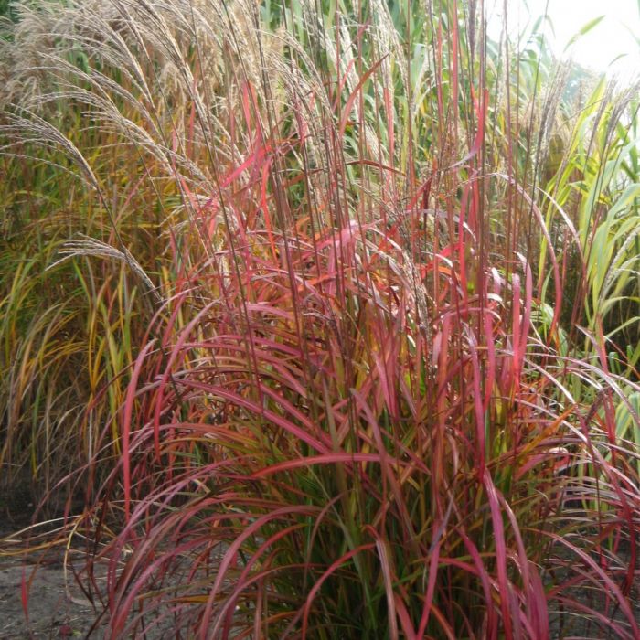 Miscanthus sinensis 'Flammenmeer' - Prachtriet