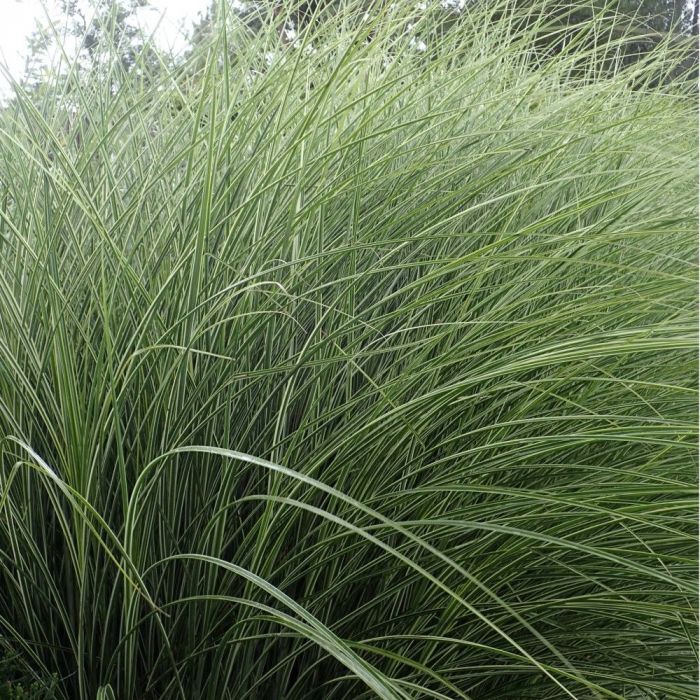 Miscanthus sinensis 'Morning Light' - Prachtriet