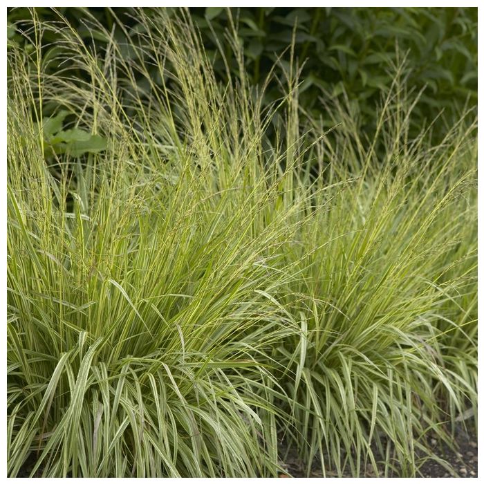 Molinia\u0020caerulea\u0020\u002D\u0020Pijpenstrootje Molinia\u0020caerulea\u0020\u002D\u0020Pijpenstrootje