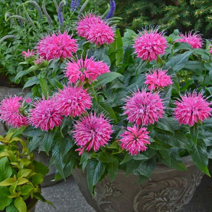 Monarda didyma 'Balmy Rose' - Bergamotplant