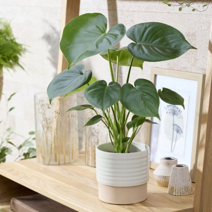 Monstera\u0020deliciosa\u0020\u002D\u0020Gatenplant Monstera\u0020deliciosa\u0020\u002D\u0020Gatenplant