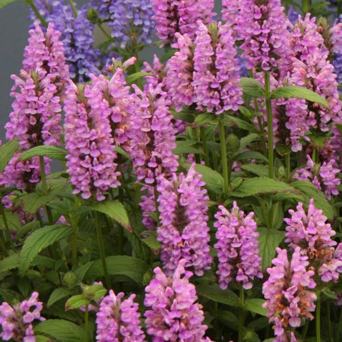 Nepeta nervosa 'Pink Cat' - Kattenkruid