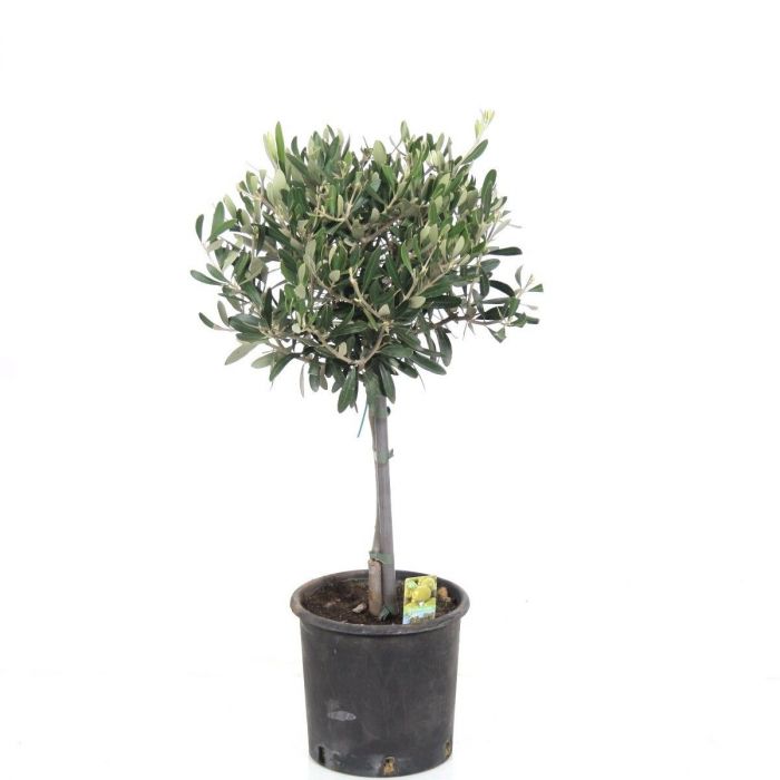 Olea europaea ST60