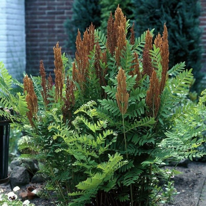 Osmunda regalis 'Purpurascens' - Koningsvaren