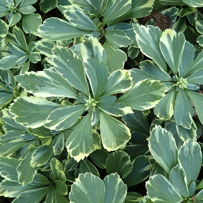 Pachysandra terminalis 'Variegata' - Schaduwkruid