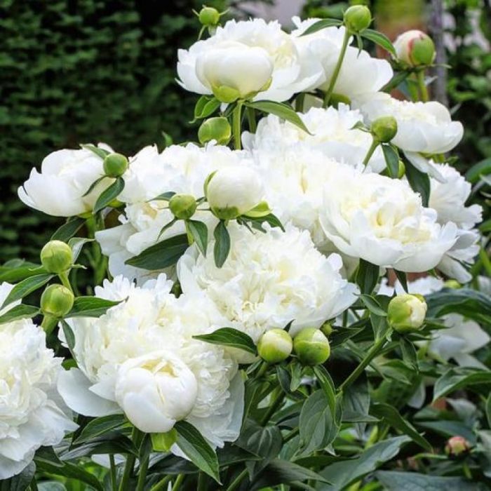 Paeonia 'Duchesse de Nemours' - Pioenroos