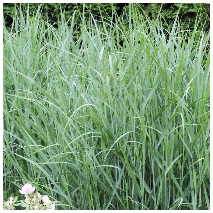Panicum virgatum Heavy Metal - Vingergras