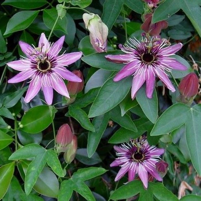 Passiflora\u0020violacea\u0020\u0027Victoria\u0027\u0020\u002D\u0020Passiebloem Passiflora\u0020violacea\u0020\u0027Victoria\u0027\u0020\u002D\u0020Passiebloem