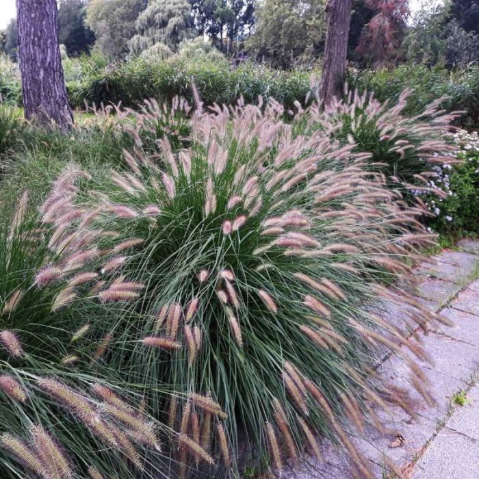 Pennisetum alopecuroides 'Viridescens' - Lampenpoetsersgras