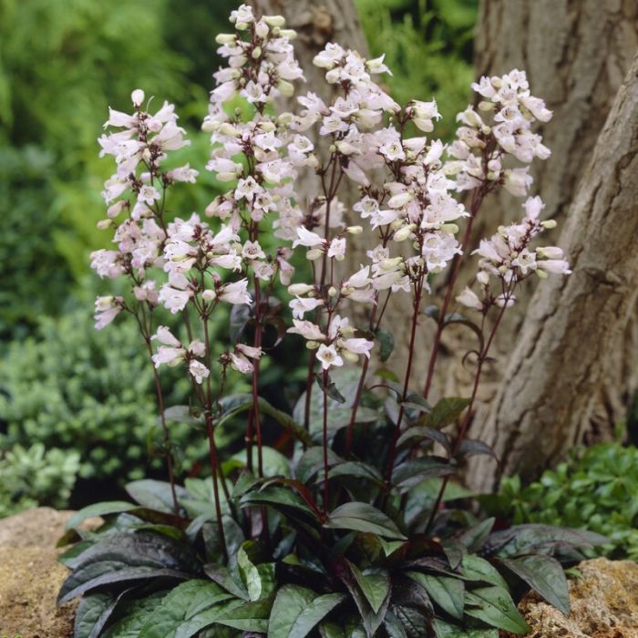 Penstemon digitalis 'Husker Red' - Slangekop