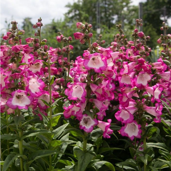 Penstemon Polaris Rose - Slangekop