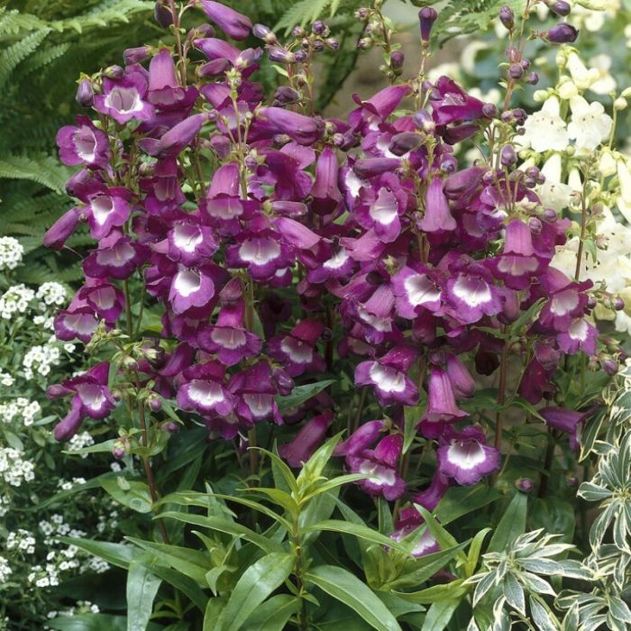 Penstemon 'Purple Passion' - Slangekop