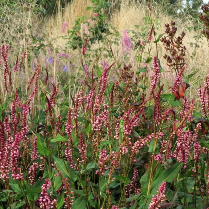 Persicaria\u0020amplexicaulis\u0020\u0027Early\u0020Pink\u0020Lady\u0027\u0020\u002D\u0020Duizendknoop Persicaria\u0020amplexicaulis\u0020\u0027Early\u0020Pink\u0020Lady\u0027\u0020\u002D\u0020Duizendknoop