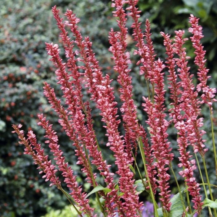 Persicaria\u0020amplexicaulis\u0020\u0027Orangefield\u0027\u0020\u002D\u0020Duizendknoop Persicaria\u0020amplexicaulis\u0020\u0027Orangefield\u0027\u0020\u002D\u0020Duizendknoop
