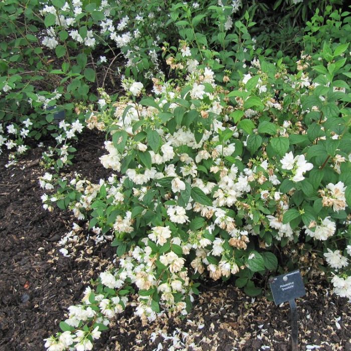 Philadelphus 'Snowbelle' - Boerenjasmijn