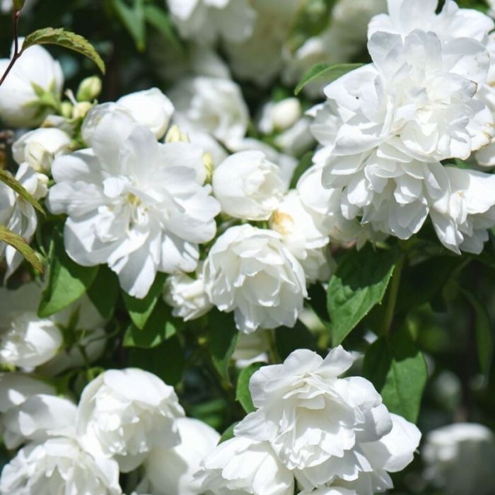 Philadelphus 'Virginal' - Boerenjasmijn