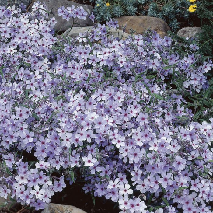 Phlox divaricata 'Chattahoochee' - Vlambloem